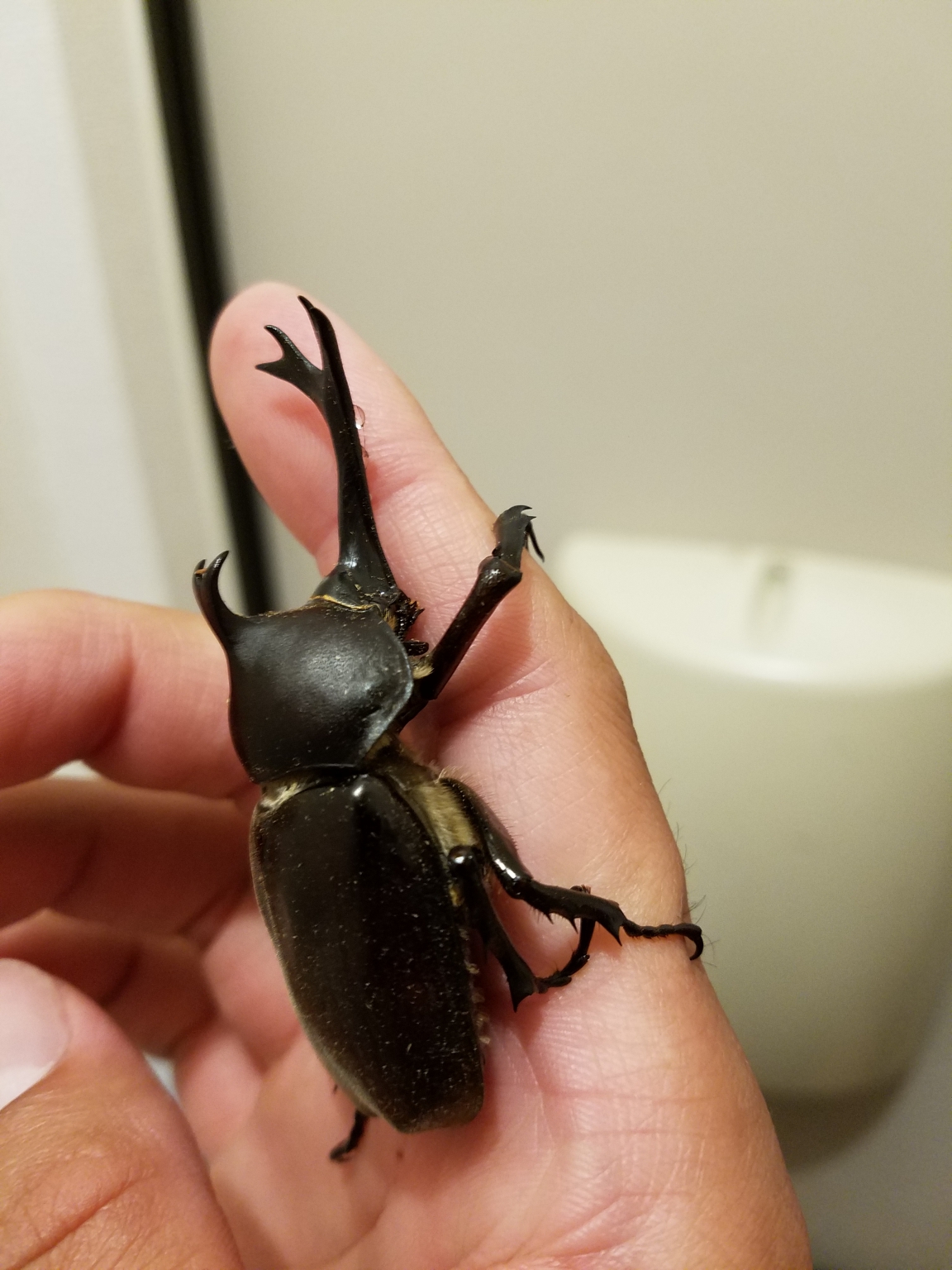 カブトムシ( ｀ー´)ノ