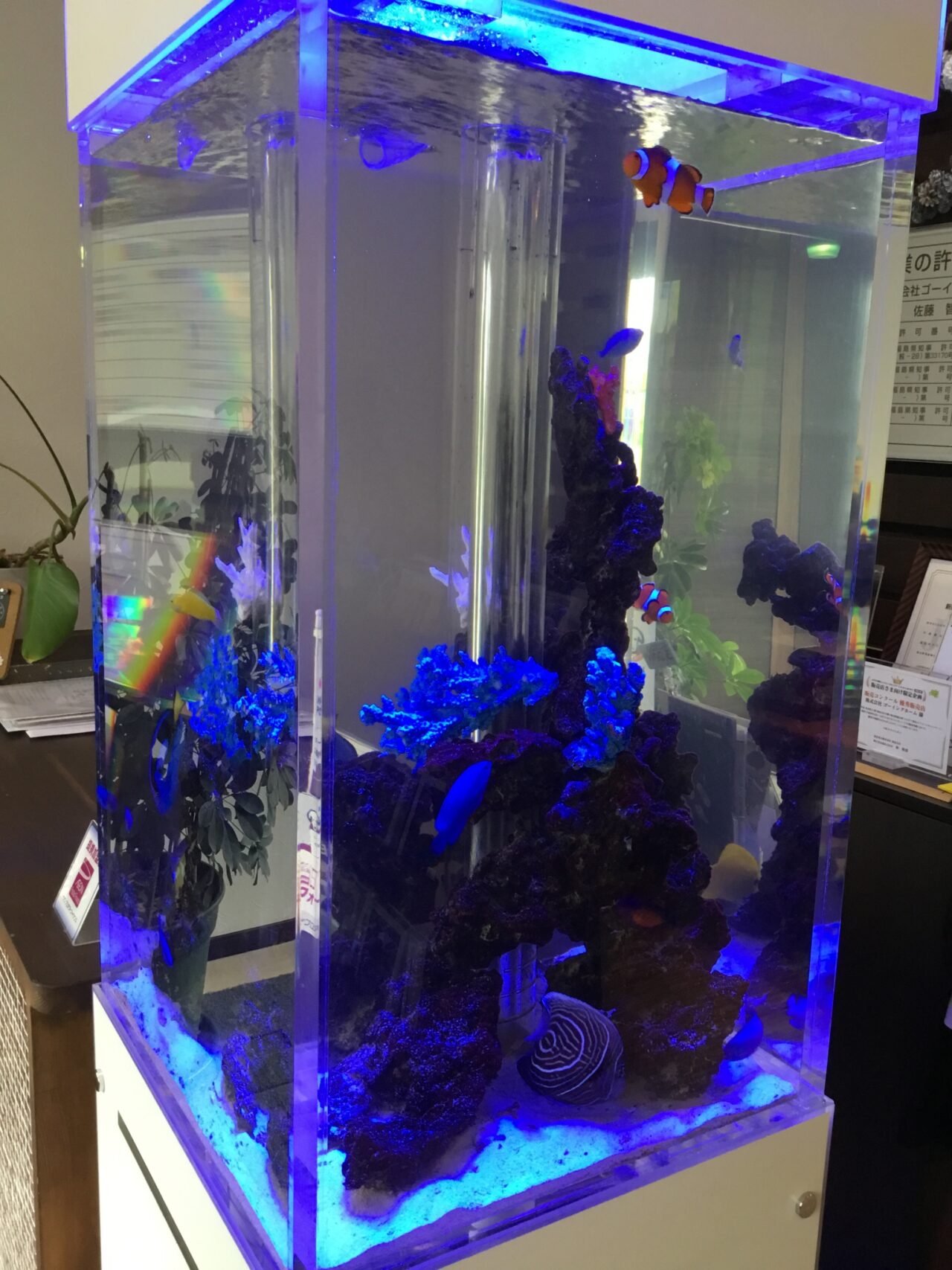 目で見て涼しく・・・🐟