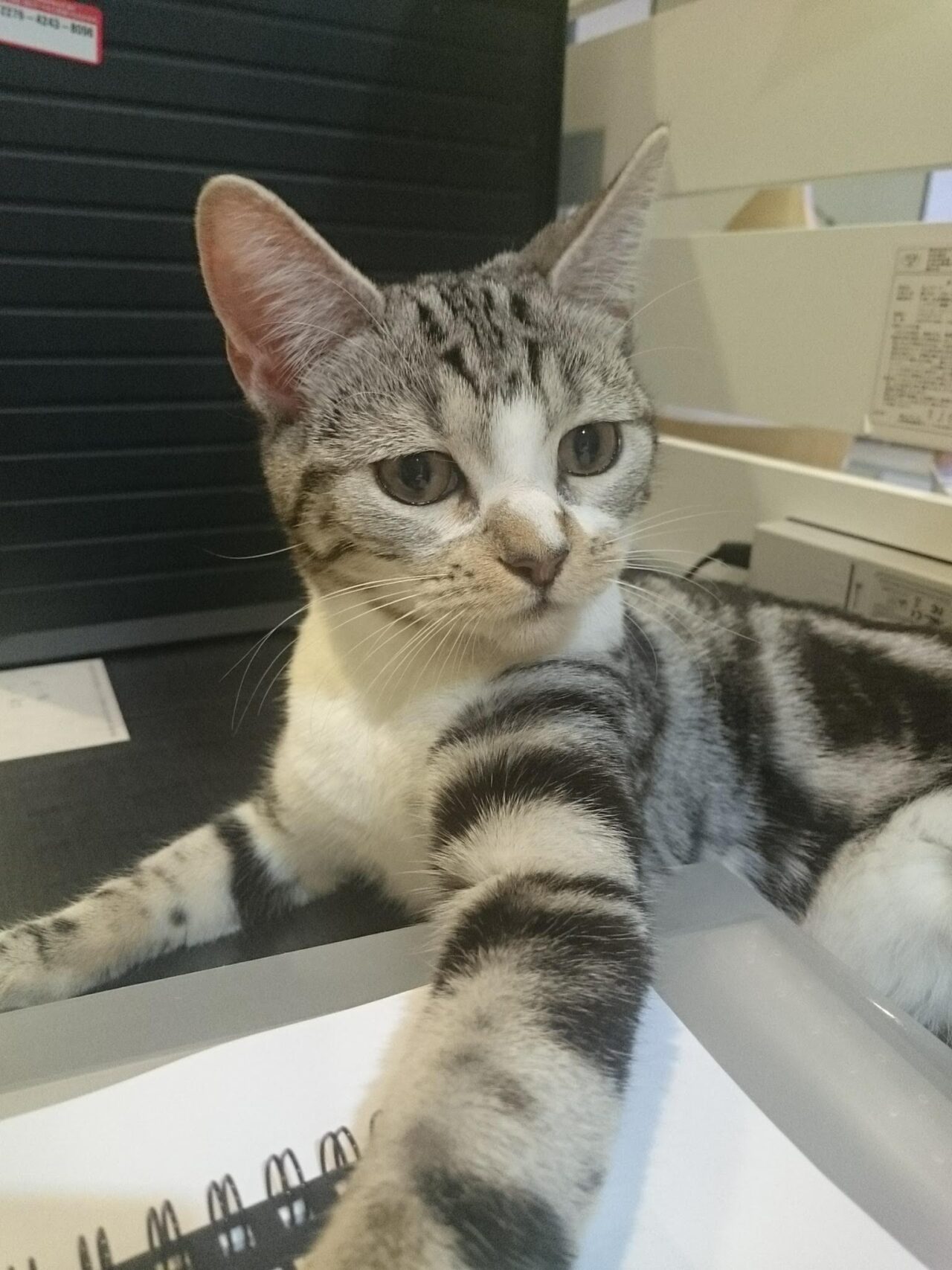 看板娘🐈