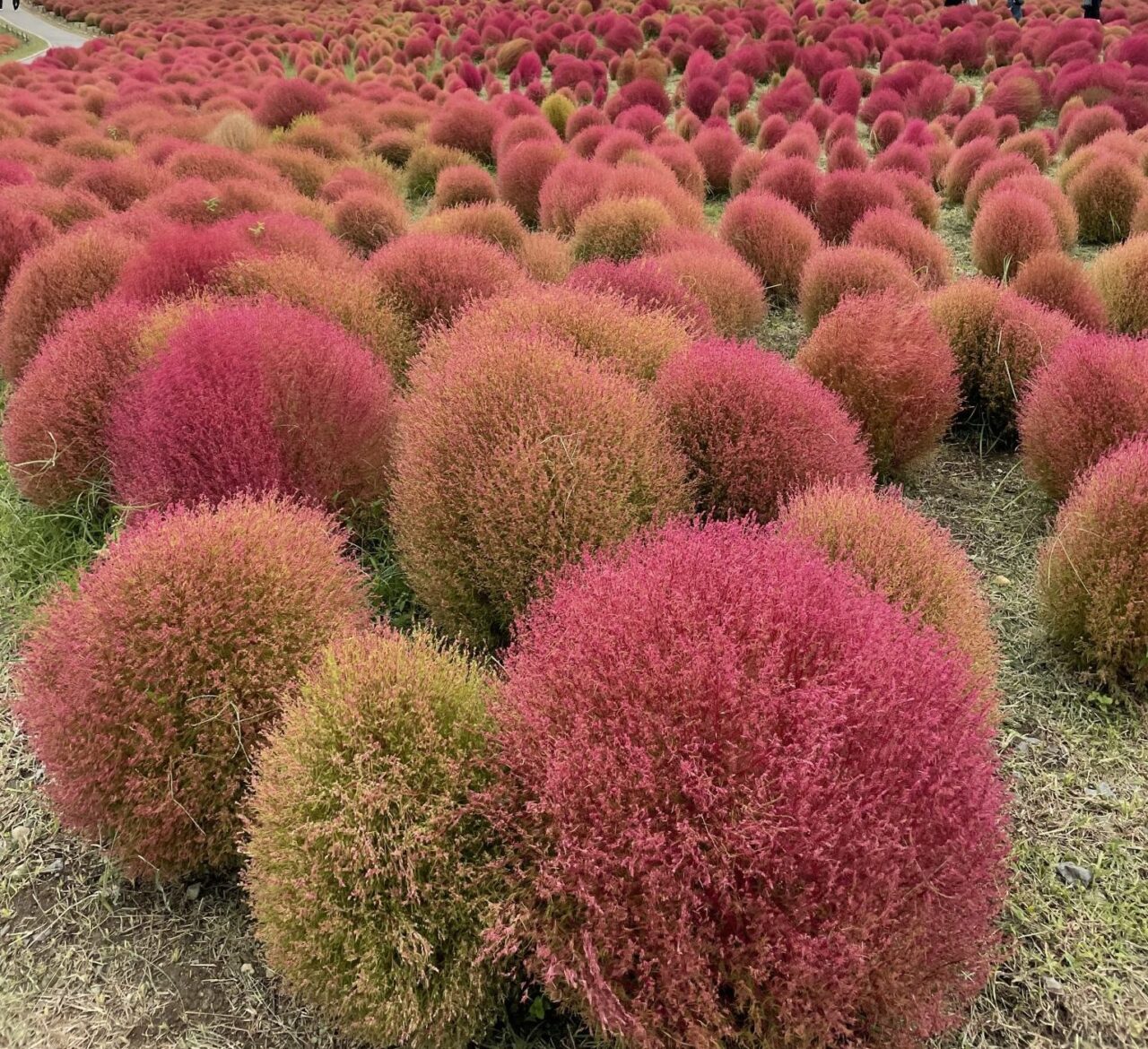 紅葉＾＾