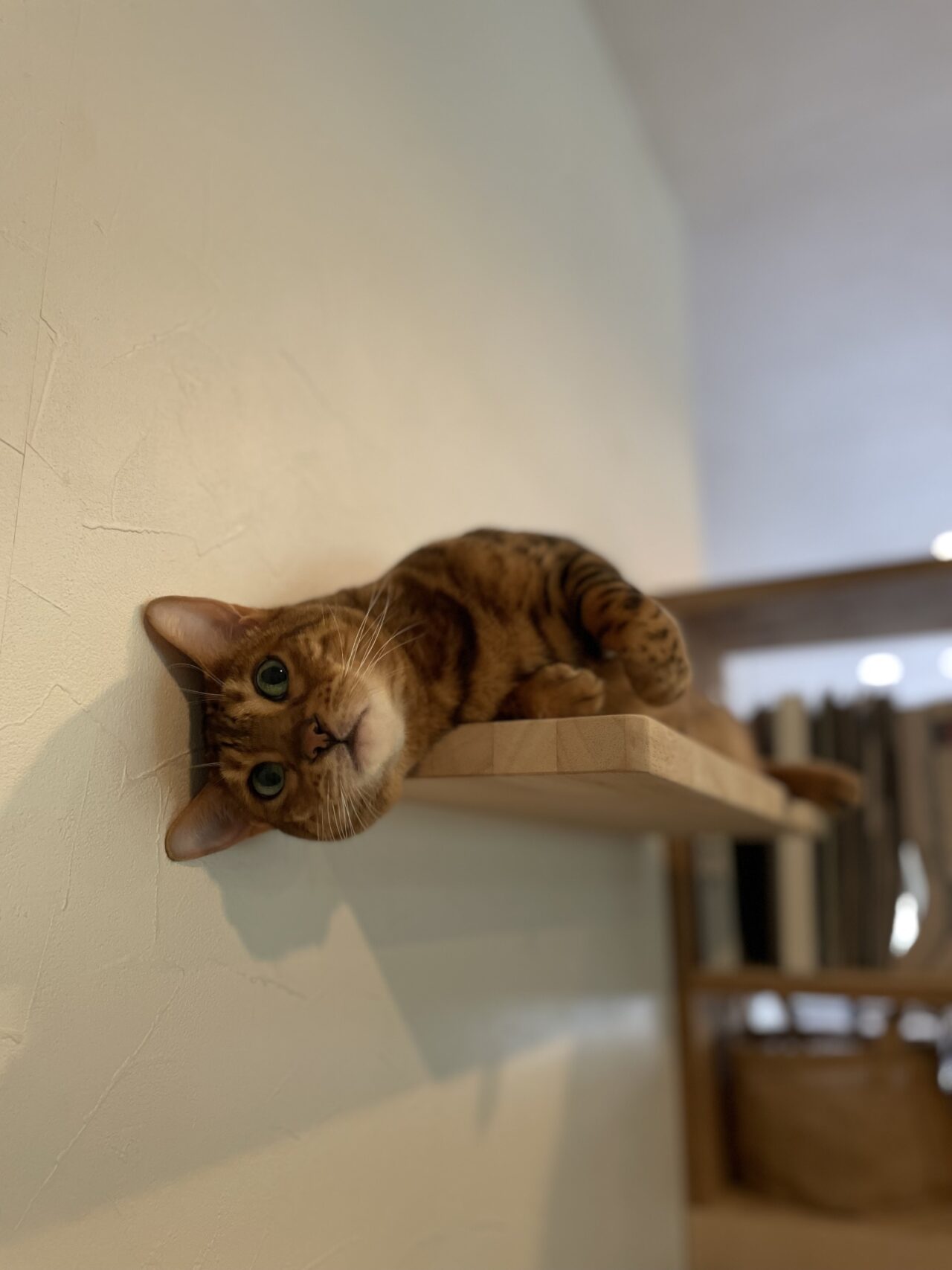猫さま(*‘ω‘ *)