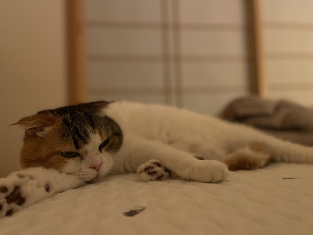 猫様専用トンネル
