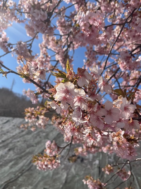 初　花見🌸