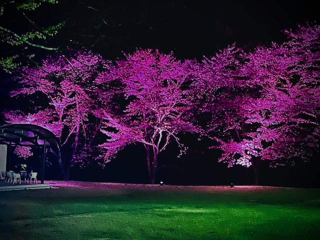 翠ヶ丘公園のライトアップ