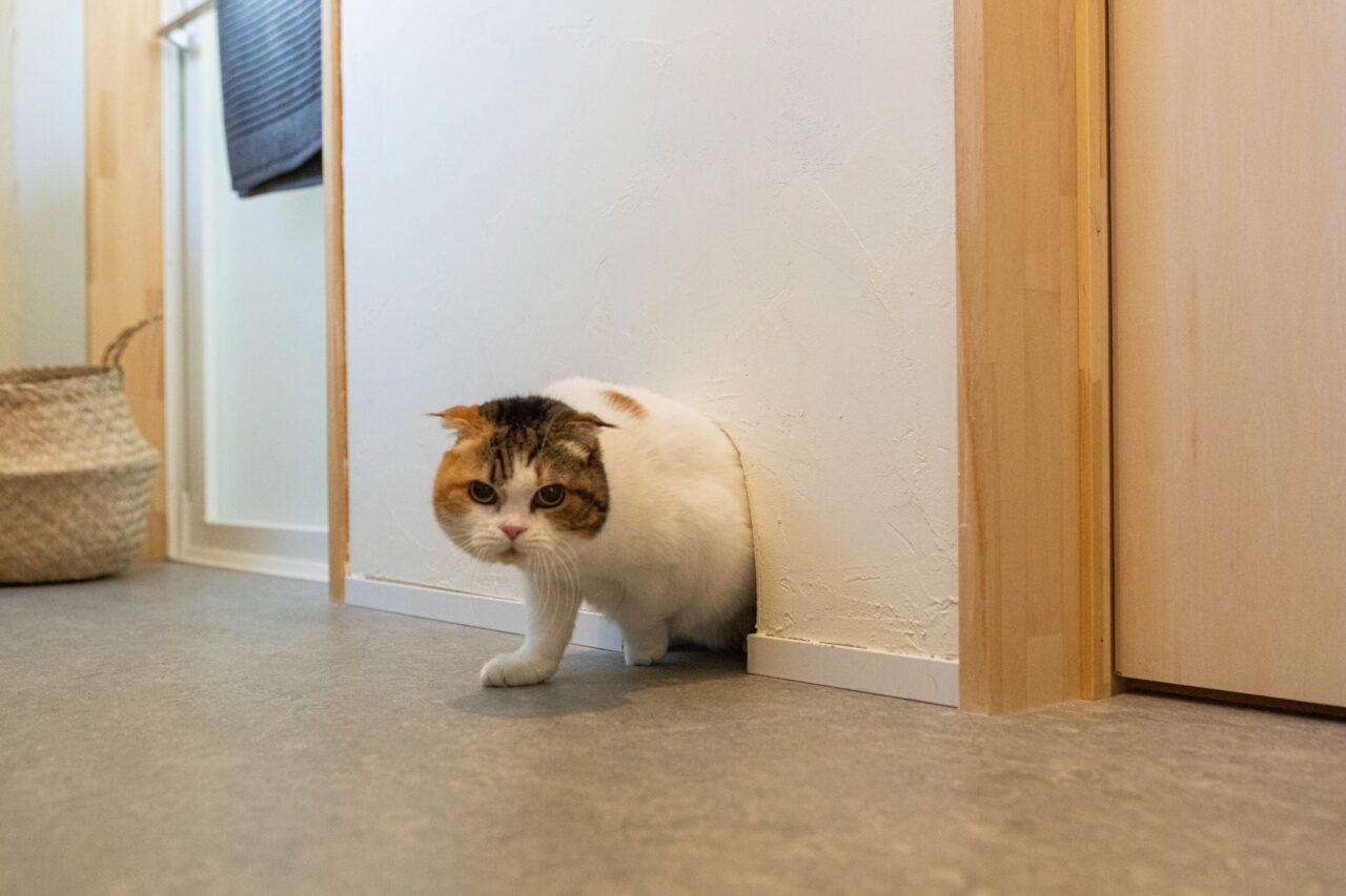リノリウムを使用してみて
