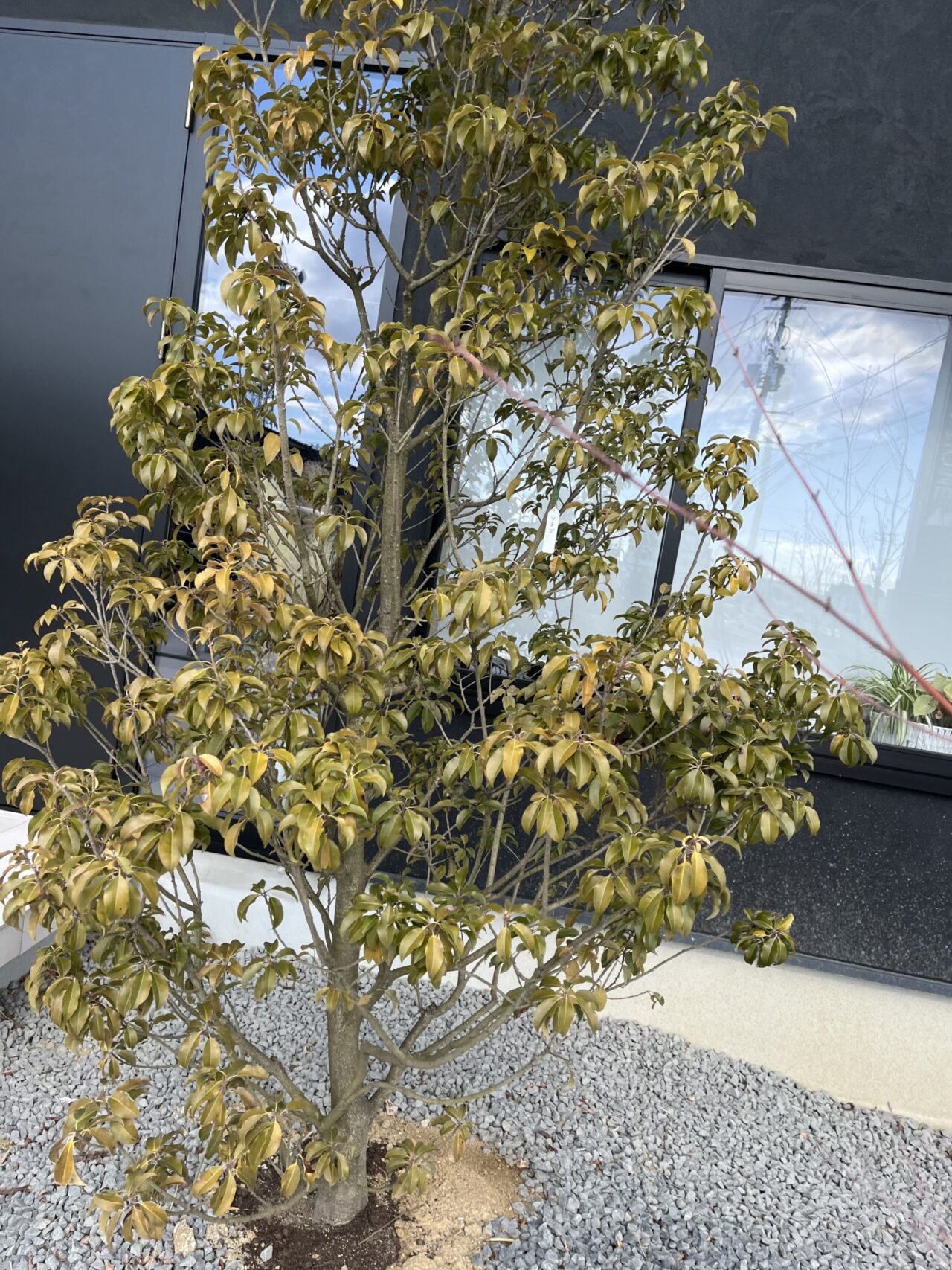 お庭にいかがですか？🌳
