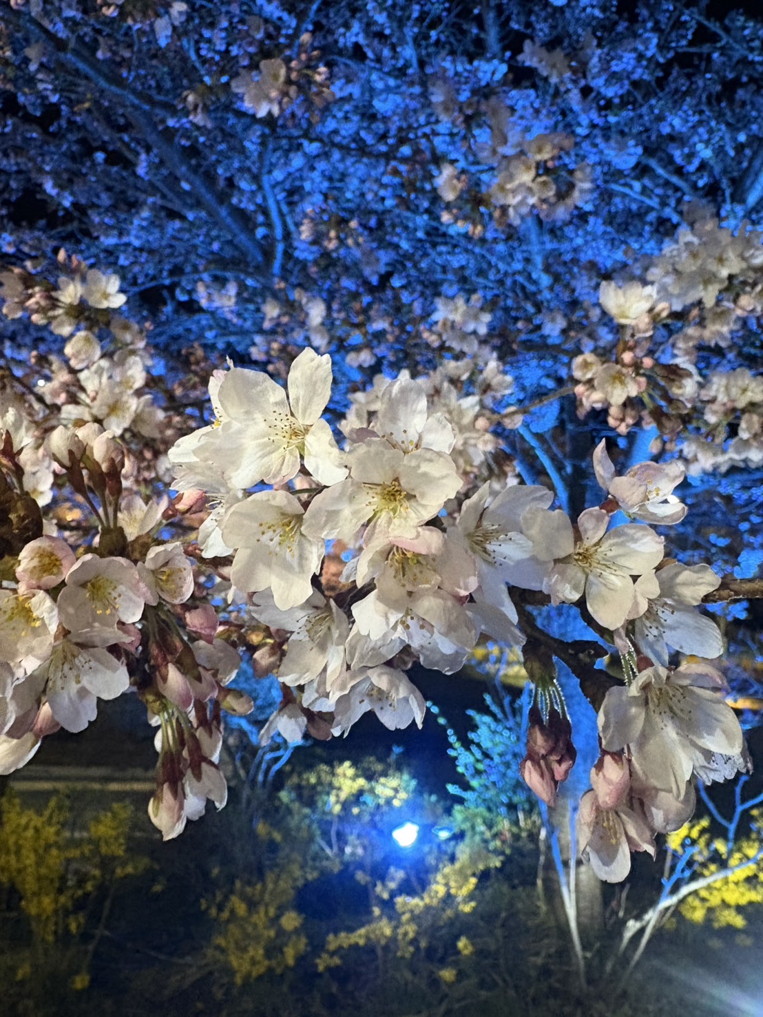おすすめスポット🌸