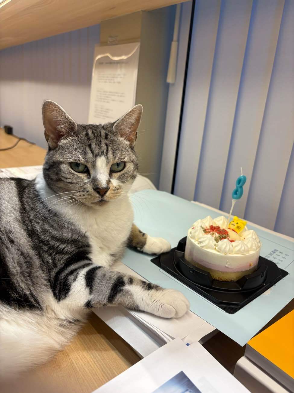アナちゃんバースデー🎂