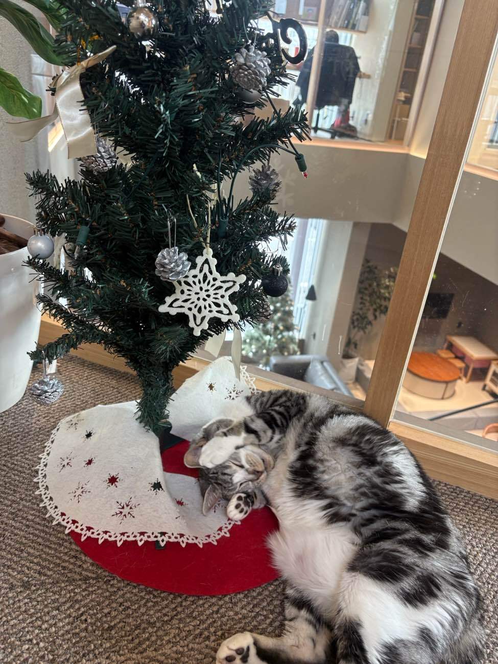 来週はクリスマスですね🎄