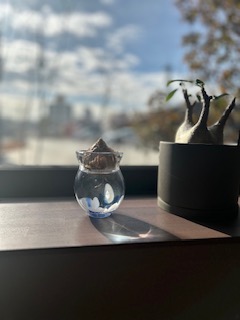 はじめまして🌼