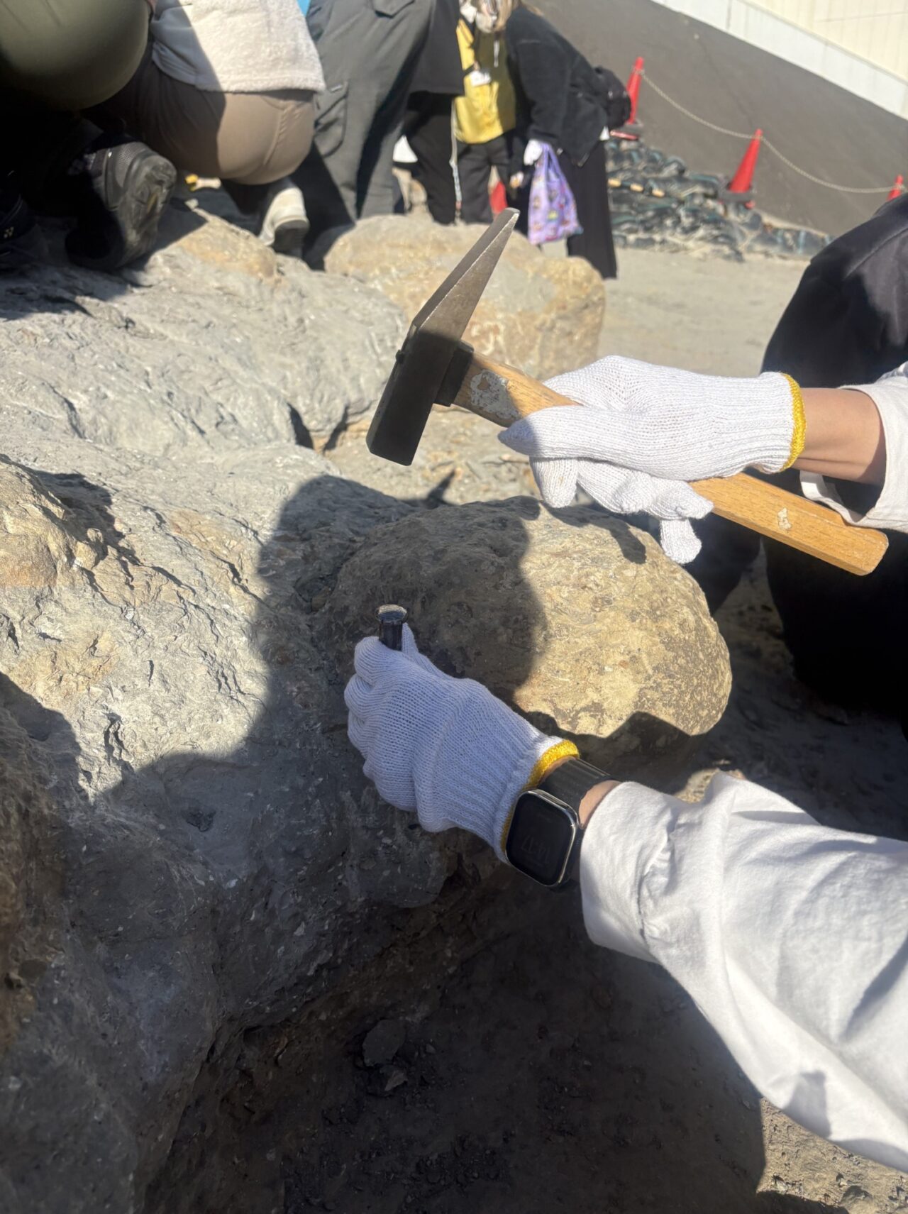 化石探索⛏️