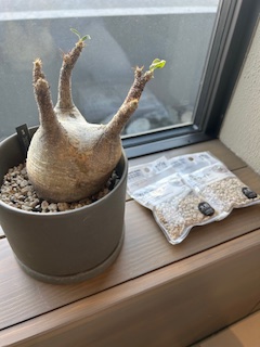 パキポディウムのお手入れ