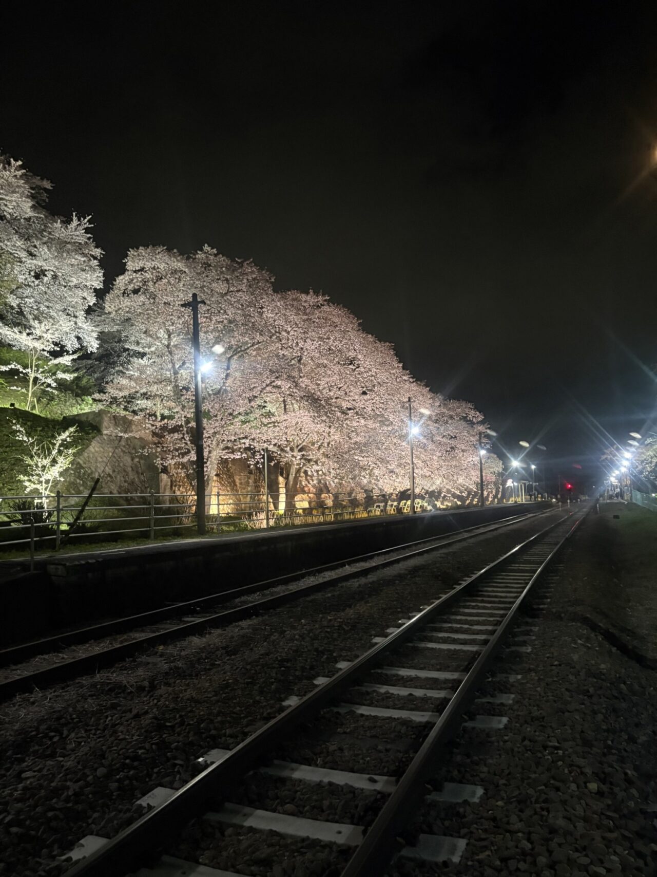 さくら🌸