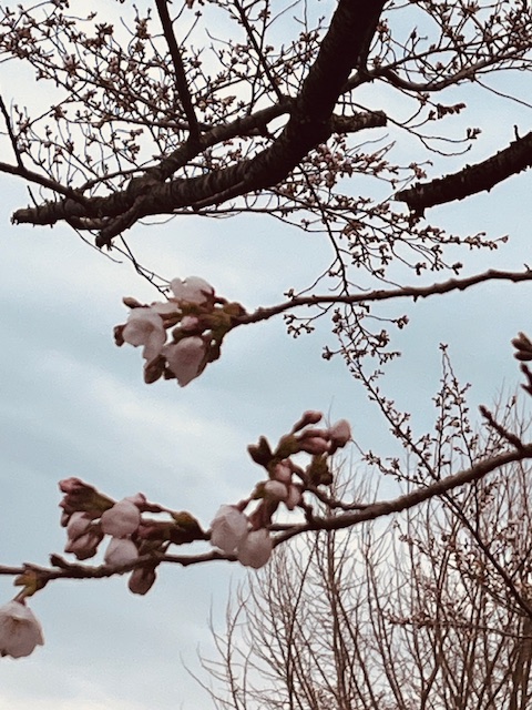春を感じてきましたね