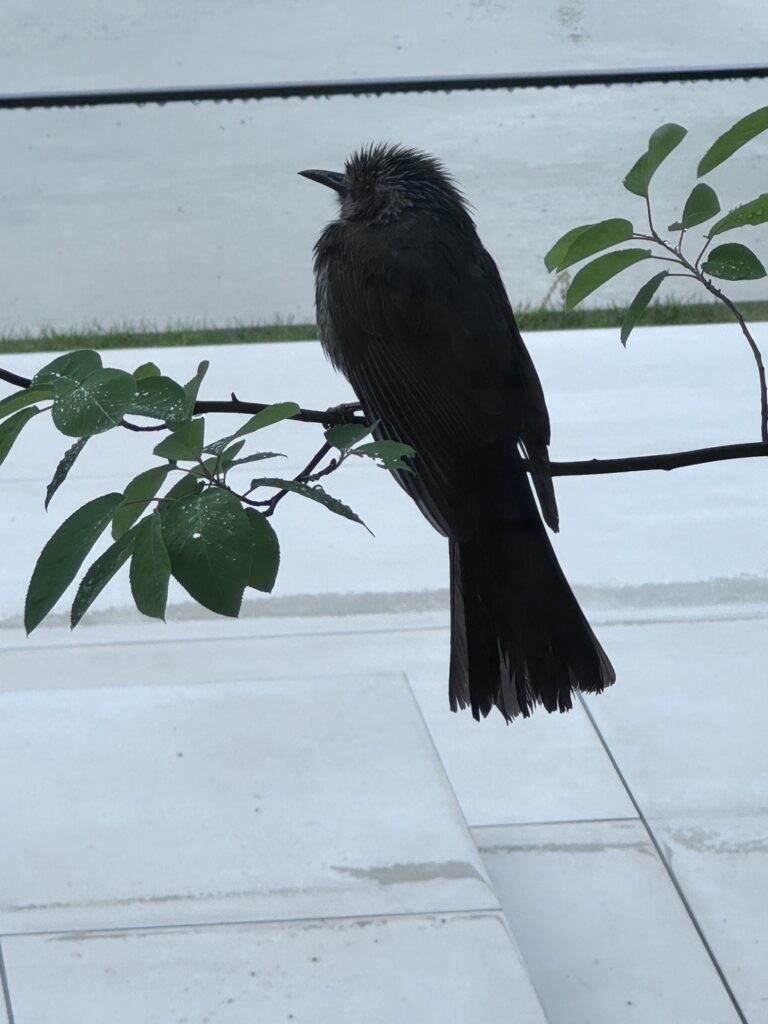 雨の季節が近づいている☔