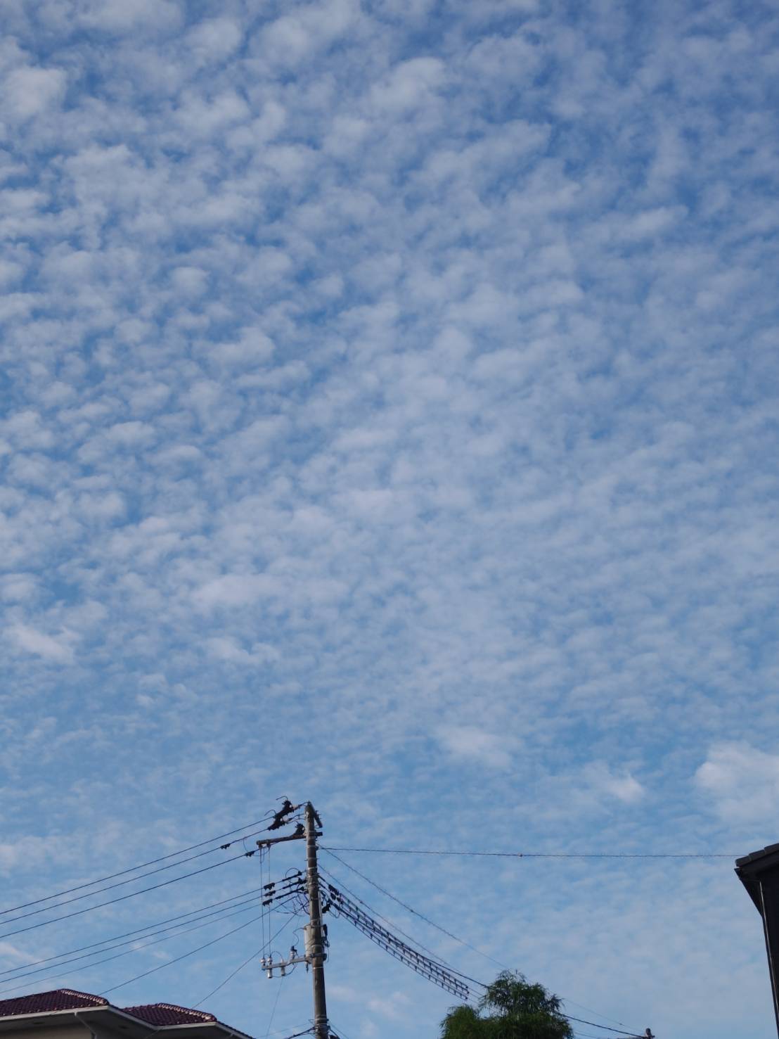 すっかり秋空です